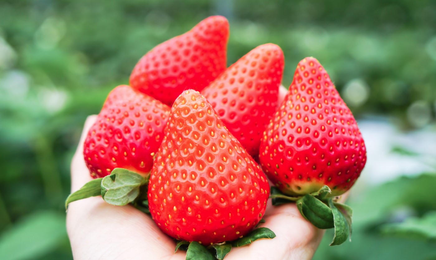 truskawki zbiory praca Szwajcaria sezon 2026