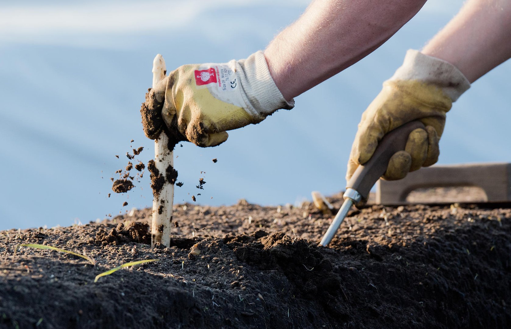 zbiory szparagów praca sezonowa Szwajcaria 2026