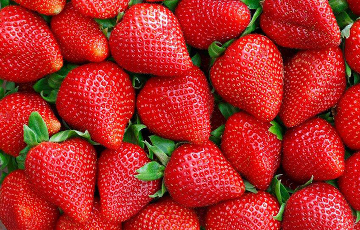 truskawki praca sezonowa zbiory 2026