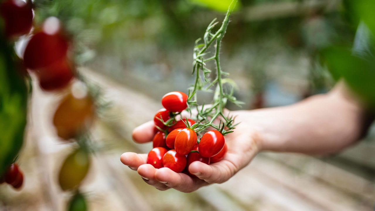 pomidory w szklarni praca sezonowa