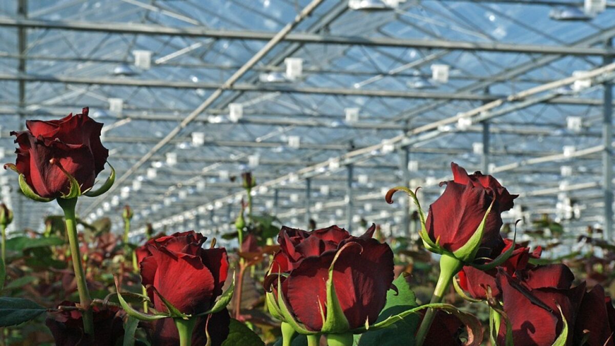 roze w szklarni praca szwajcaria 2026