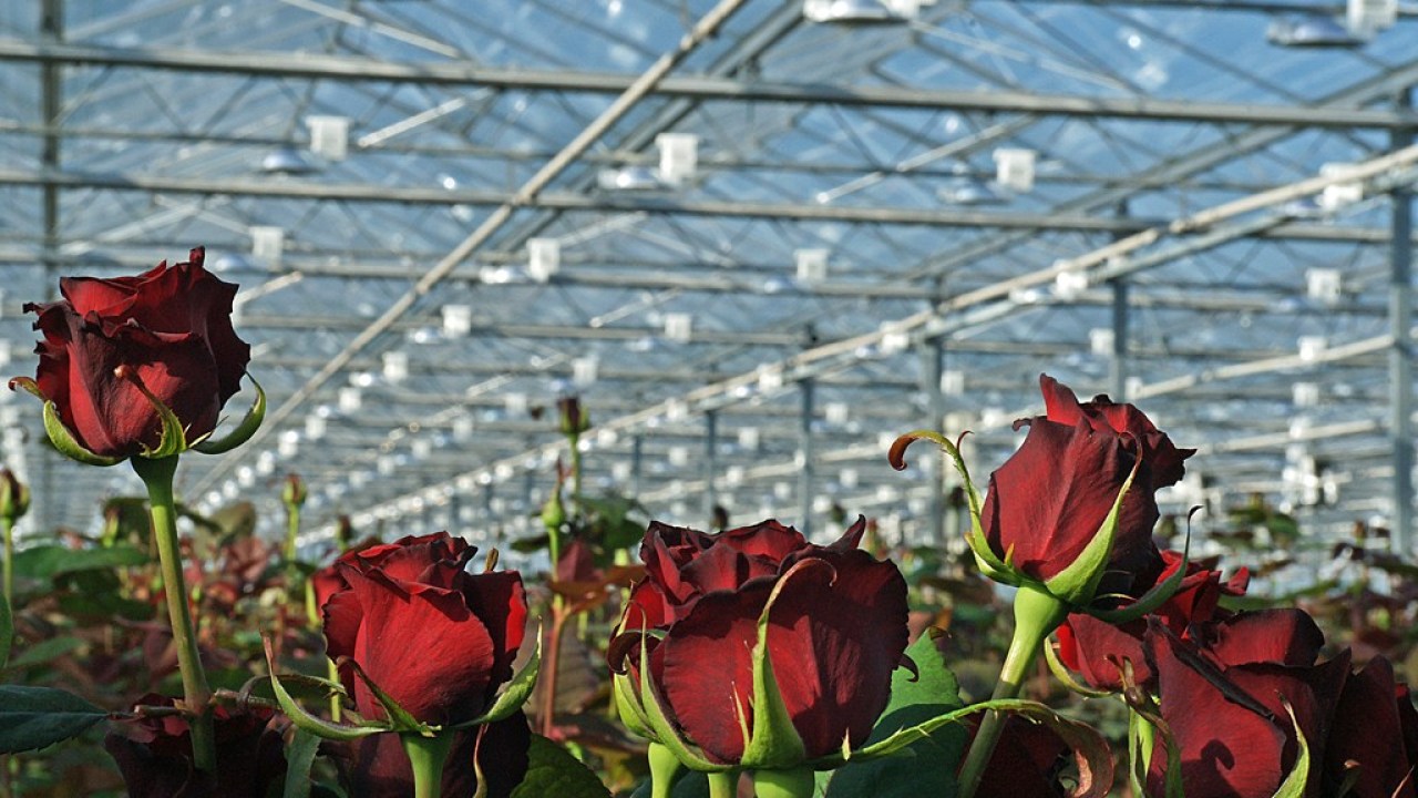 roze w szklarni praca szwajcaria 2026