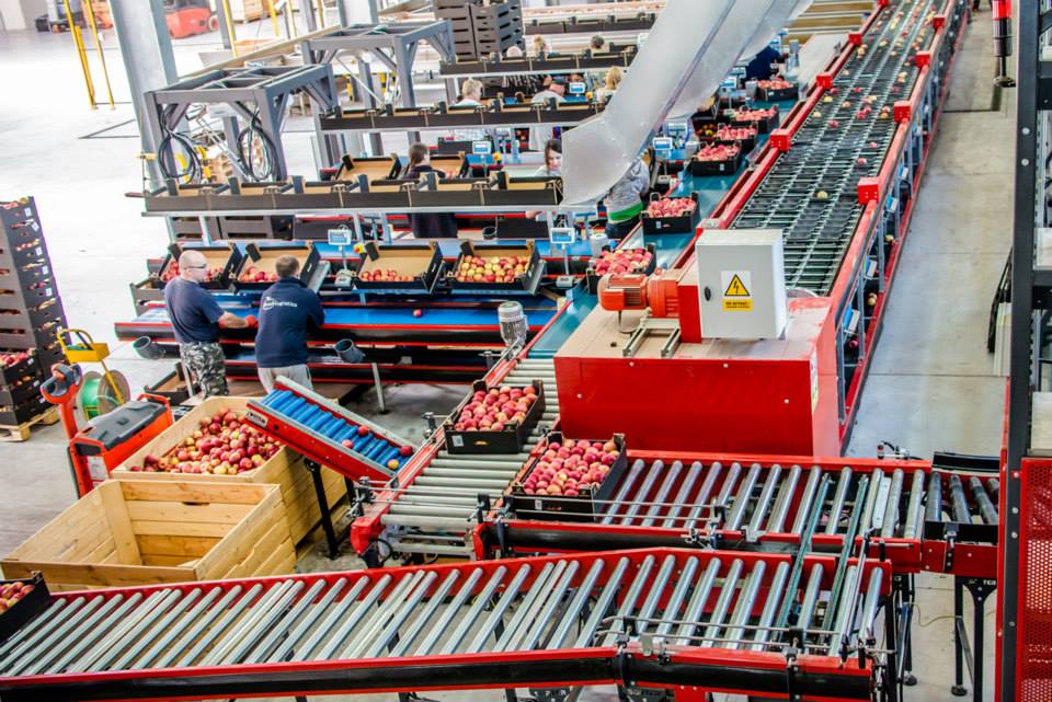 sortowanie-owocow-linia-produkcyjna2