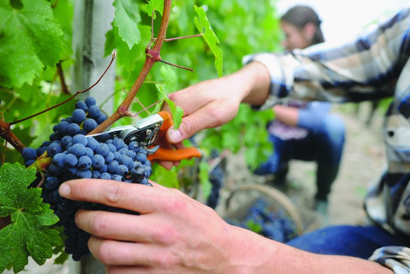 zbiory winogron praca sezonowa zagranica 2026