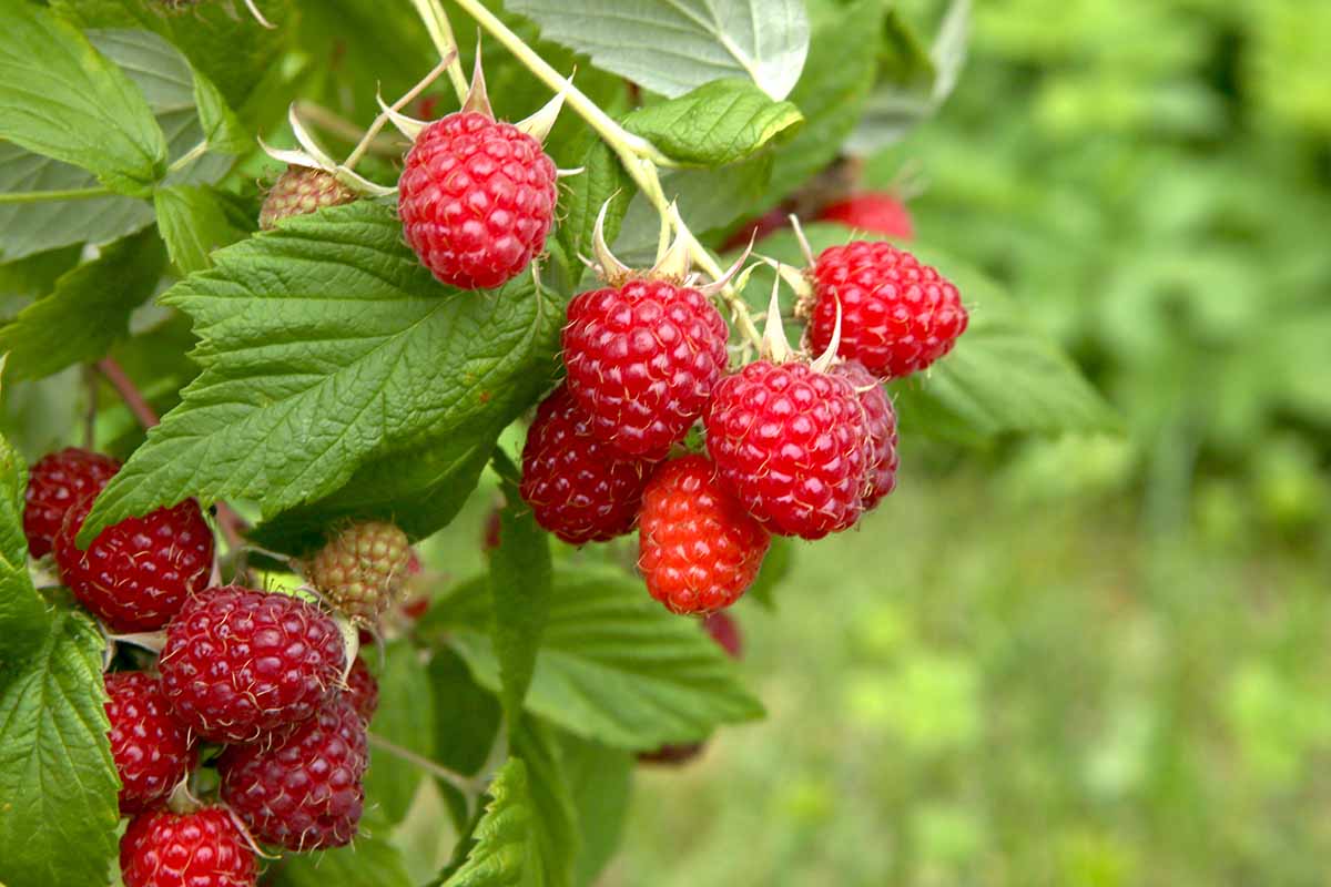 zbiory malin Szwajcaria praca sezonowa 2026